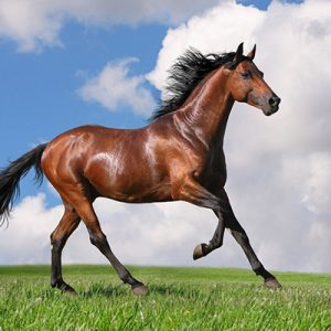 کلاژ پارچه ای با هوش مصنوعی